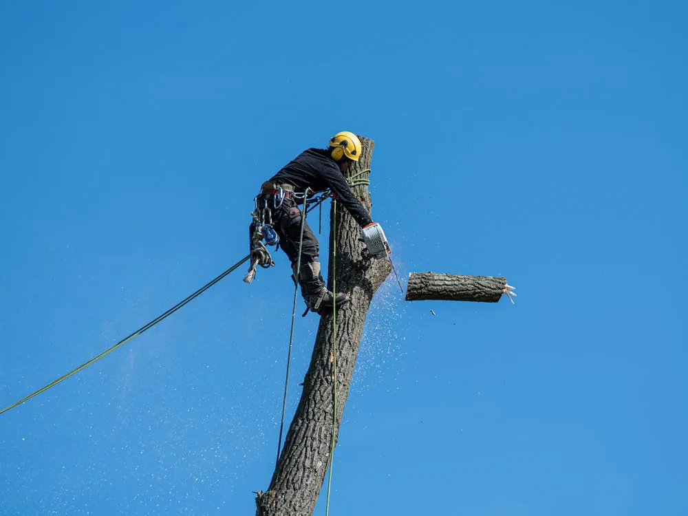 Sectional tree removal beside a house