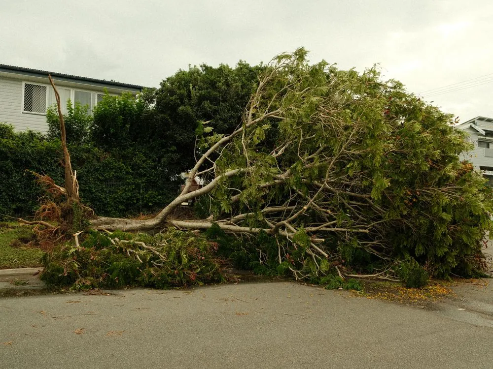 Storm-downed tree across a residential yard