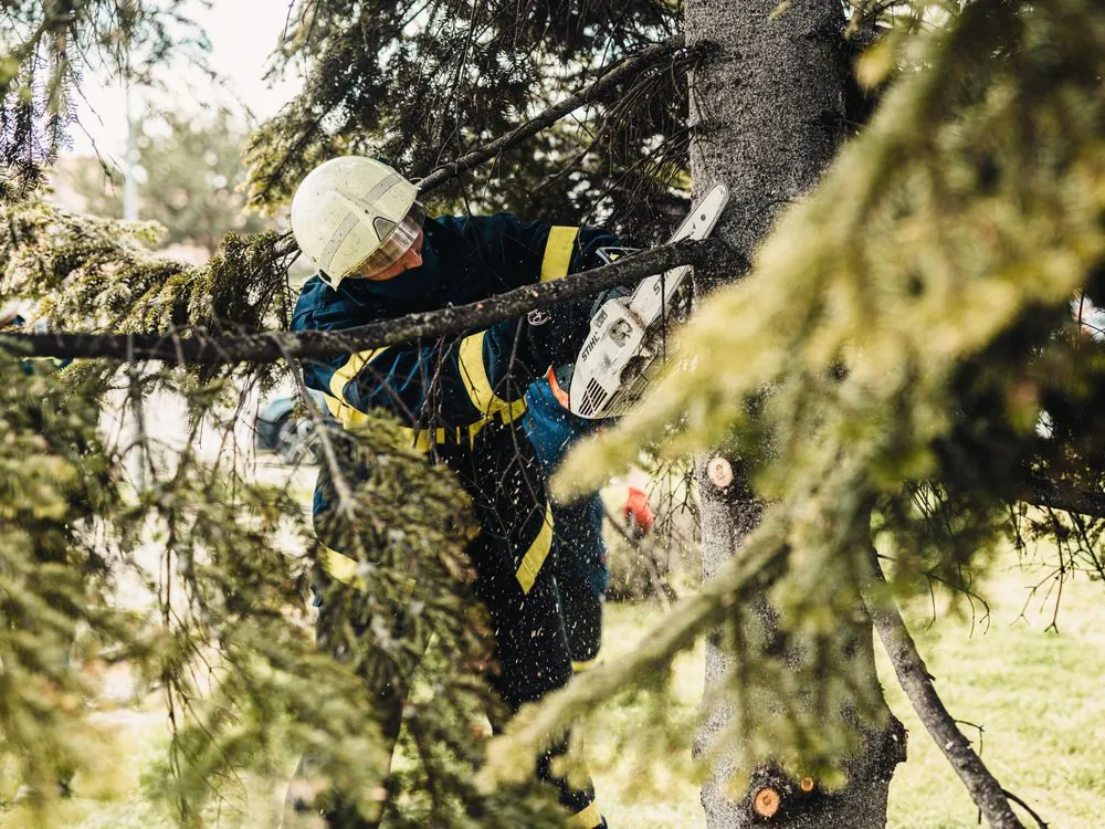 Arborist pruning limbs from a canopy with a chainsaw